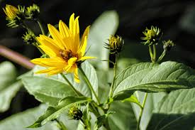Attēlu rezultāti vaicājumam “Helianthus tuberosus flower”