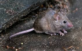 Attēlu rezultāti vaicājumam “Rodentia”