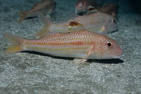 Image result for Mullus surmuletus