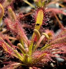 Image result for Drosera