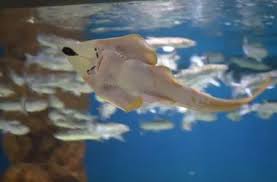 Image result for Glaucostegus cemiculus