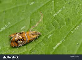 Attēlu rezultāti vaicājumam “Olethreutes arcuella”