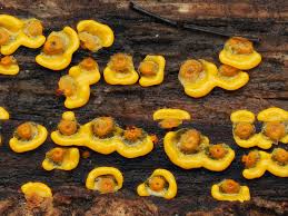 Attēlu rezultāti vaicājumam “Ophiotheca sp.”