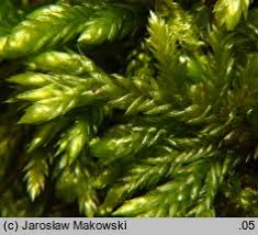 Attēlu rezultāti vaicājumam “Isothecium alopecuroides sporophyte”