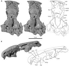 Attēlu rezultāti vaicājumam “Laccognathus panderi”