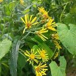 Attēlu rezultāti vaicājumam “Jacobaea paludosa flower”