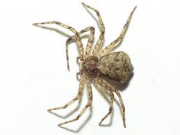 Attēlu rezultāti vaicājumam “Philodromus margaritatus”