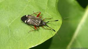 Attēlu rezultāti vaicājumam “Closterotomus biclavatus imago”