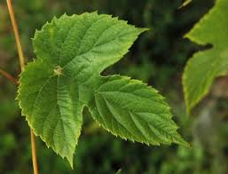 Attēlu rezultāti vaicājumam “Humulus lupulus leaf”