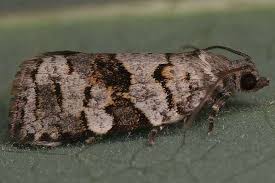 Attēlu rezultāti vaicājumam “Dichelia histrionana”