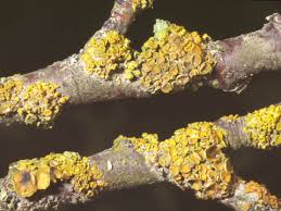 Attēlu rezultāti vaicājumam “Xanthoria polycarpa”