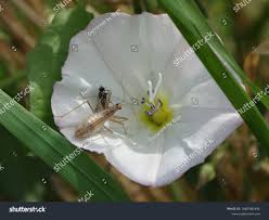 Attēlu rezultāti vaicājumam “Nabis limbatus”