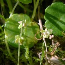 Attēlu rezultāti vaicājumam “Hydrocotyle vulgaris flower”