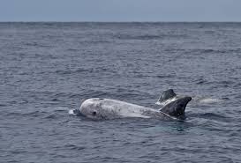 Image result for Grampus griseus