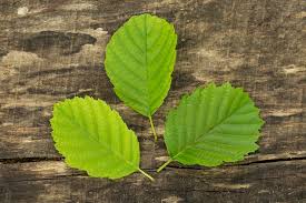 Attēlu rezultāti vaicājumam “Alnus incana leaf”