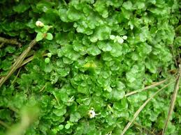 Attēlu rezultāti vaicājumam “Pellia epiphylla sporophyte”