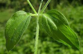 Attēlu rezultāti vaicājumam “Moehringia trinervia leaf”