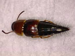 Attēlu rezultāti vaicājumam “Tachyporus sp.”