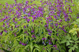 Attēlu rezultāti vaicājumam “Lathyrus vernus flower”