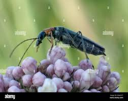 Attēlu rezultāti vaicājumam “Oedemera croceicollis”