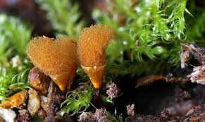 Attēlu rezultāti vaicājumam “Hemitrichia calyculata young”