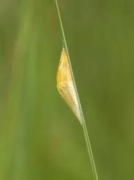 Attēlu rezultāti vaicājumam “Zygaena cocoon”