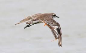 Image result for Charadrius mongolus