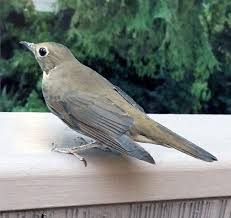 Image result for Catharus ustulatus