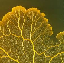 Attēlu rezultāti vaicājumam “Physarum virescens plasmodium”