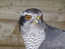 Image result for Goshawks G C