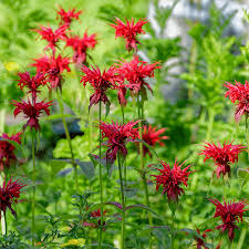 Image result for Monarda didyma