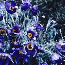 Attēlu rezultāti vaicājumam “Pulsatilla pratensis leaf”