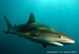 Image result for Carcharhinus perezii