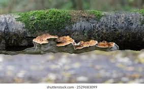 Attēlu rezultāti vaicājumam “Inonotus radiatus”