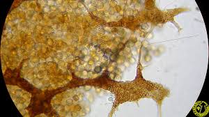 Attēlu rezultāti vaicājumam “Cribraria vulgaris”