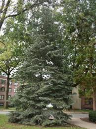 Attēlu rezultāti vaicājumam “Abies concolor”