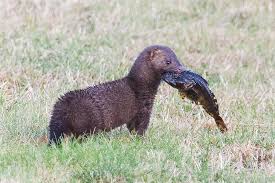 Attēlu rezultāti vaicājumam “Mustela vison”