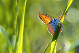 Attēlu rezultāti vaicājumam “Dianema nivale macro”