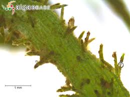 Attēlu rezultāti vaicājumam “Chara hispida”