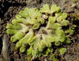 Attēlu rezultāti vaicājumam “Riccia canaliculata”