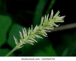 Attēlu rezultāti vaicājumam “Cynosurus cristatus flower”