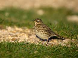 Attēlu rezultāti vaicājumam “Anthus petrosus adult”