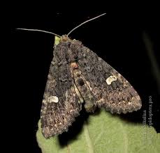 Attēlu rezultāti vaicājumam “Melanchra persicariae imago”