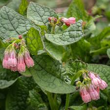 Attēlu rezultāti vaicājumam “Symphytum grandiflorum”