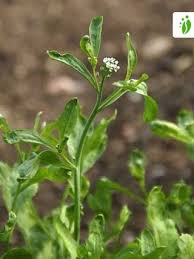 Image result for Gartenkresse