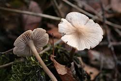 Attēlu rezultāti vaicājumam “Mycena”