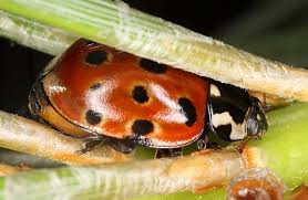 Attēlu rezultāti vaicājumam “Anatis ocellata”