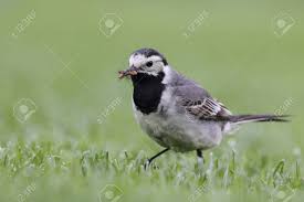 Image result for Motacilla alba