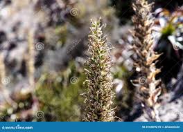 Image result for Campanula spicata