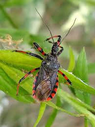 Attēlu rezultāti vaicājumam “Rhynocoris annulatus”